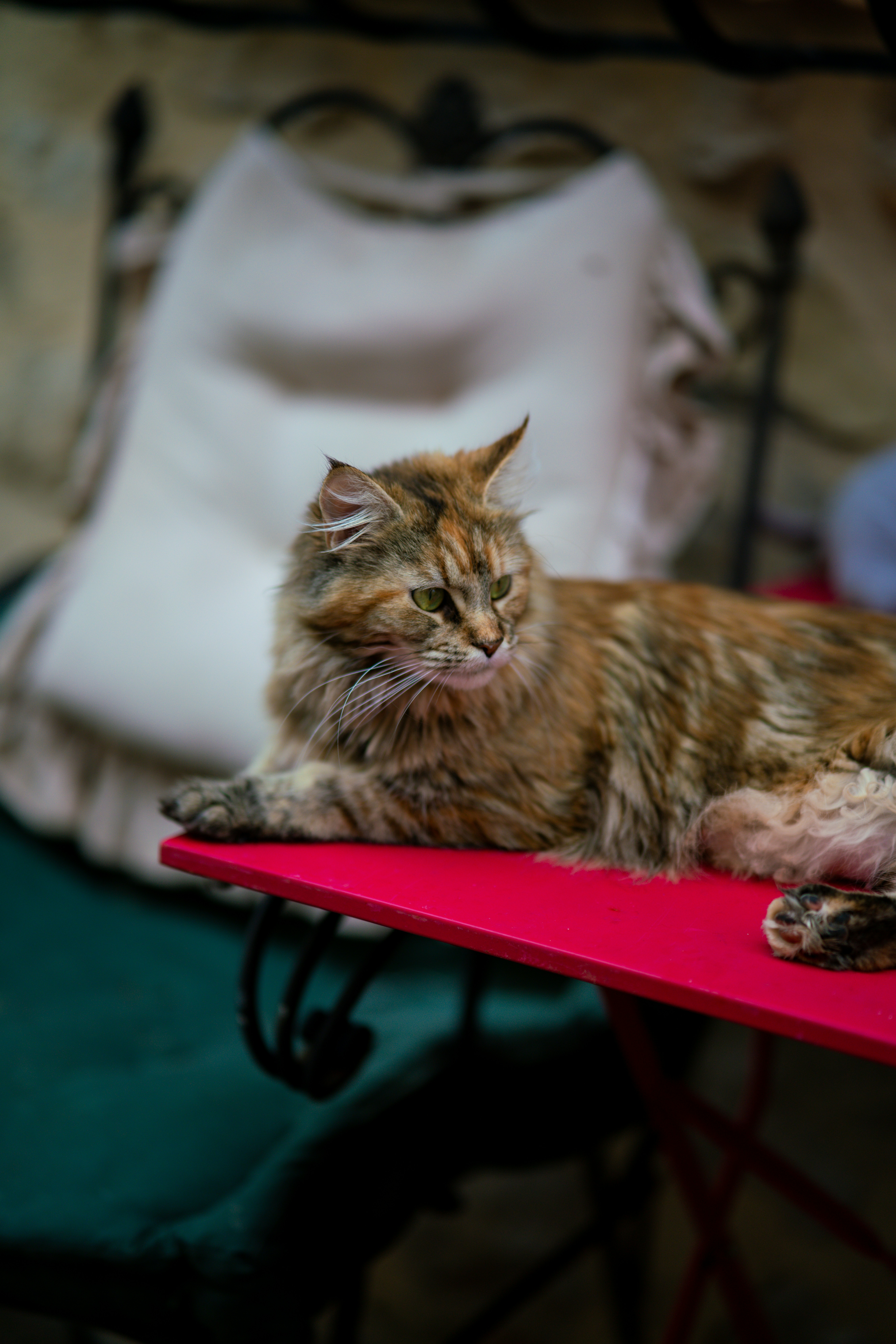 赤いテーブルの上に横たわる猫