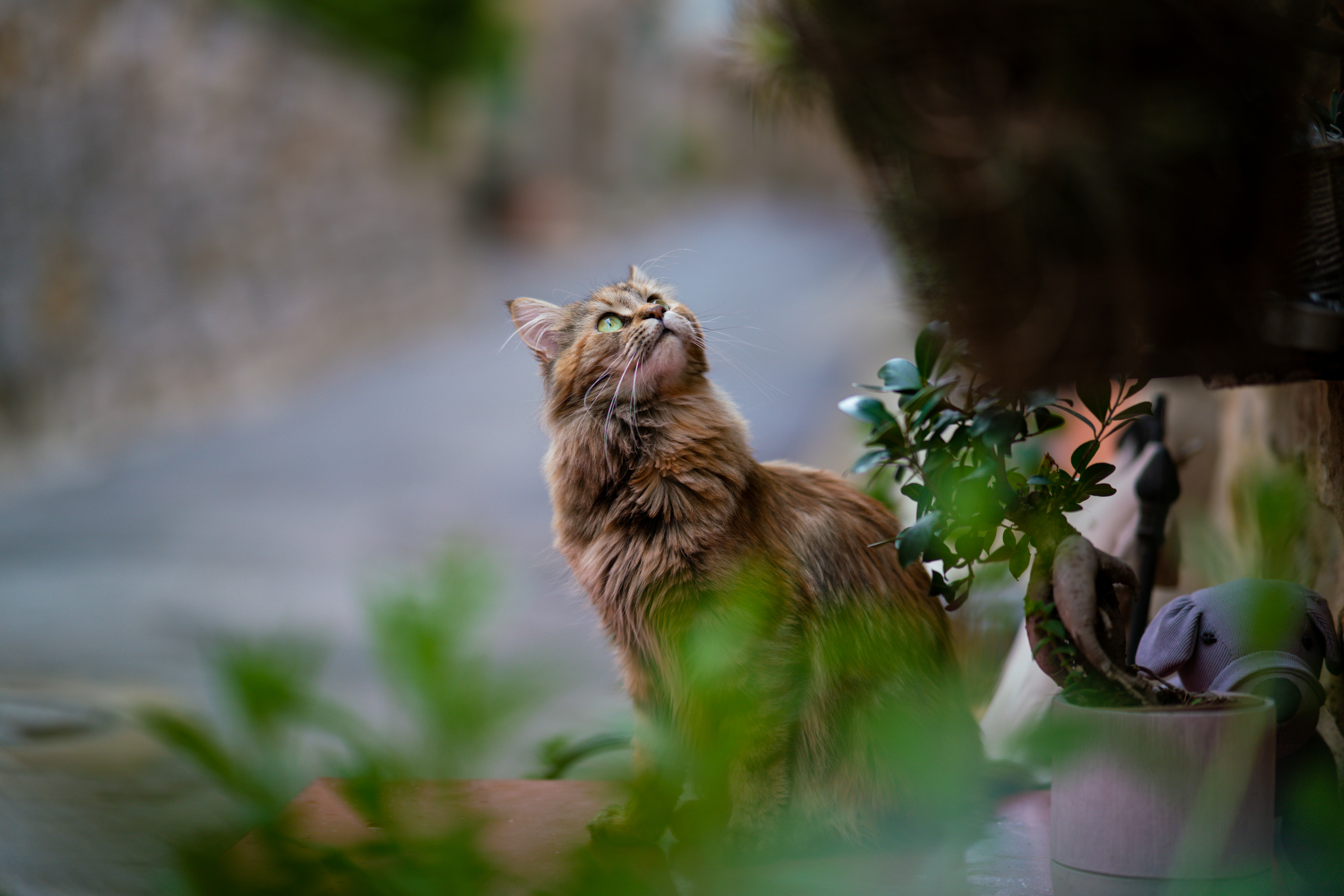 猫が鳥を見上げている