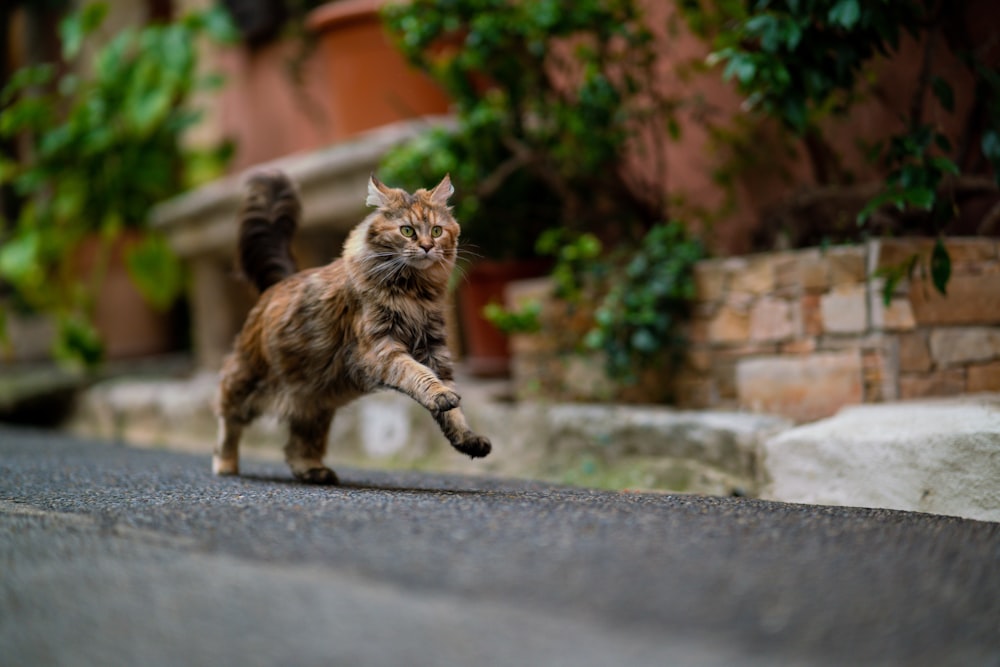 Un gatto che sta attraversando una strada