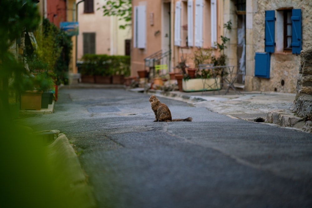 a cat sitting on the side of a street