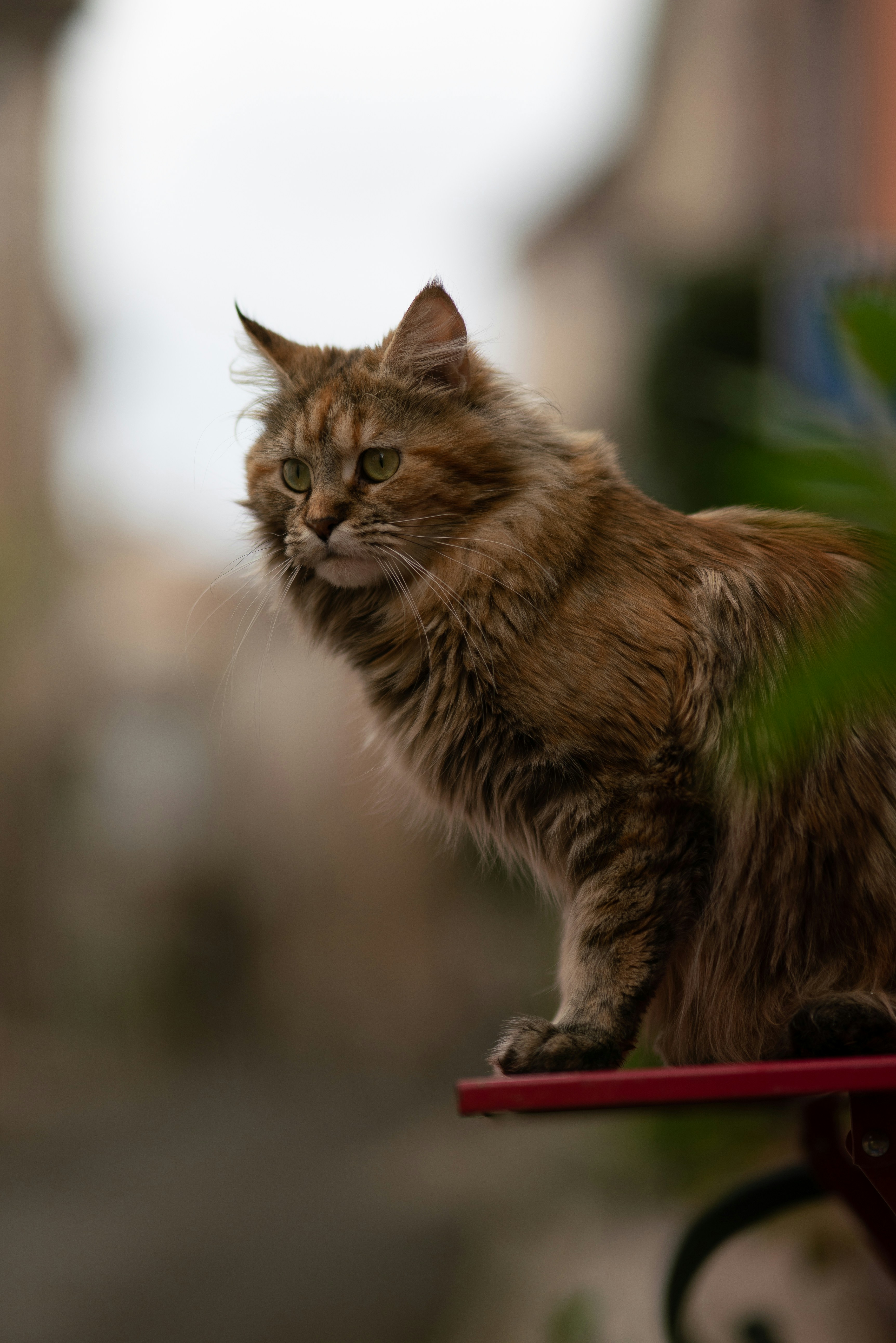 赤いベンチの上に座っている猫
