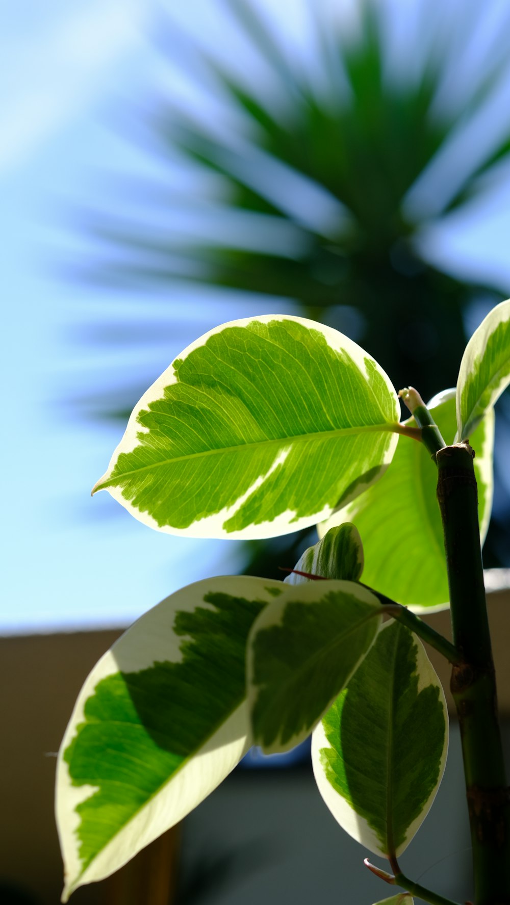 a close up of a green leaf on a plant