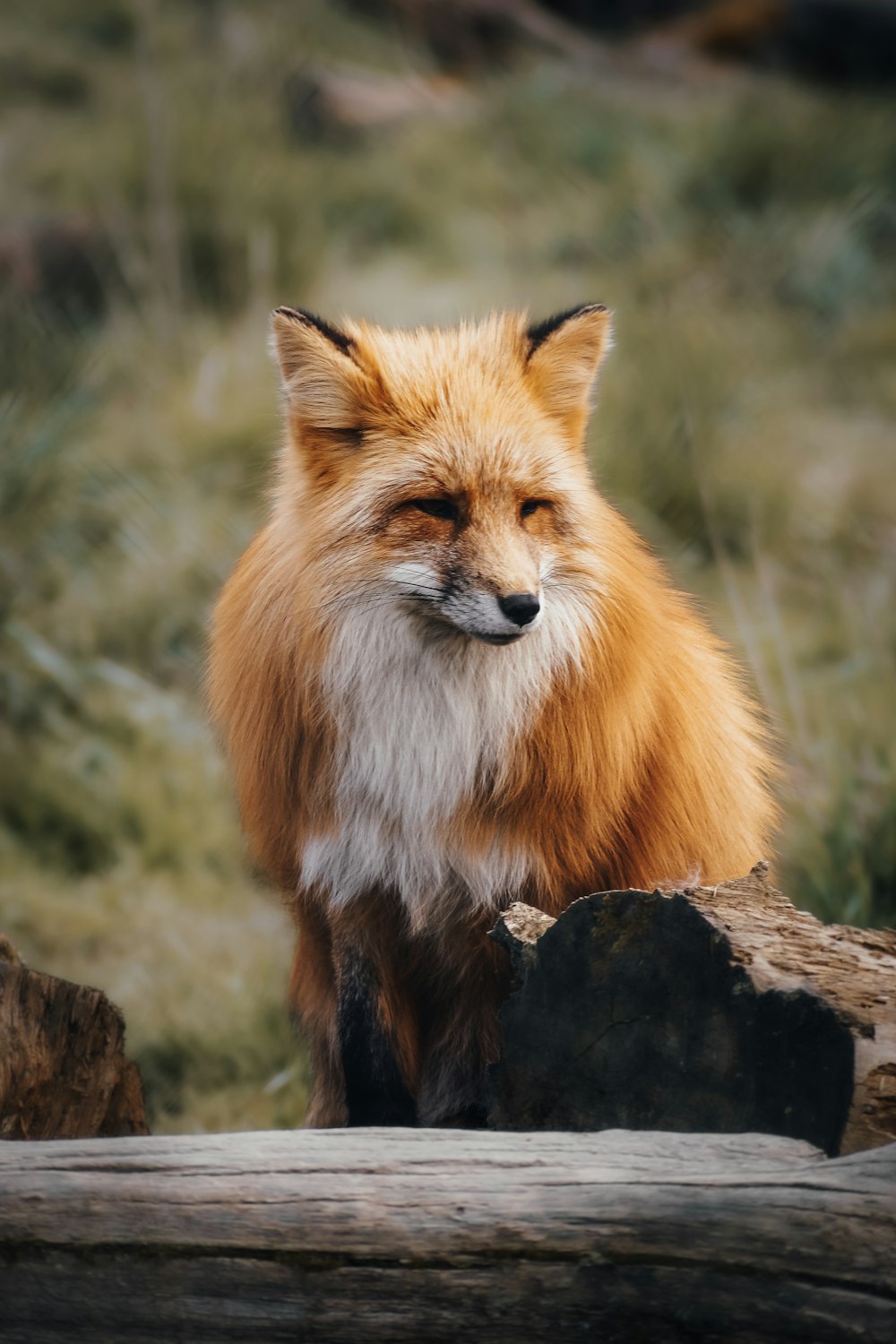 a close up of a fox on a log