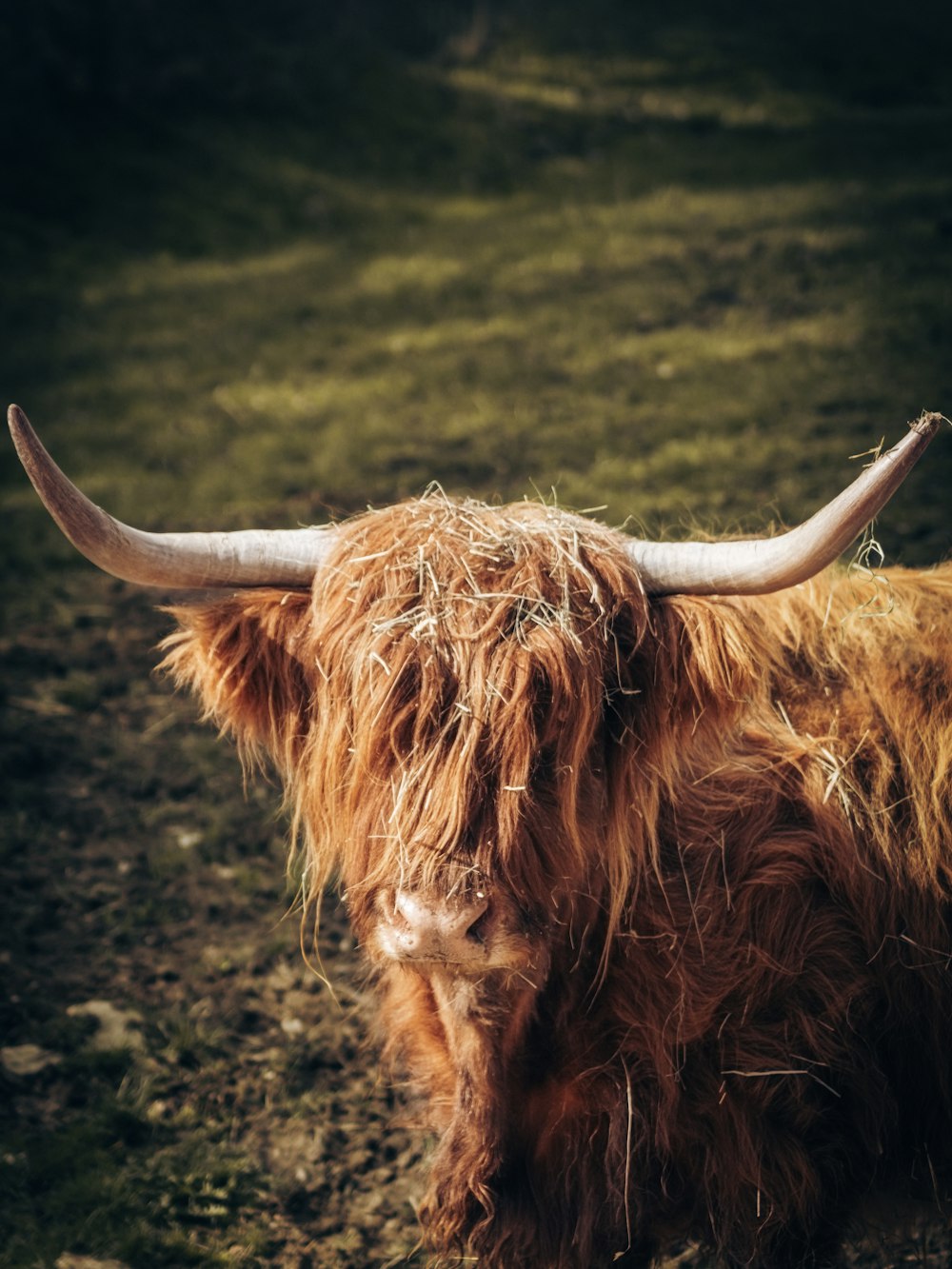 a brown cow with long horns standing in a field