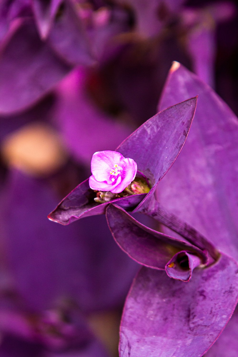 a purple plant with a pink flower on it
