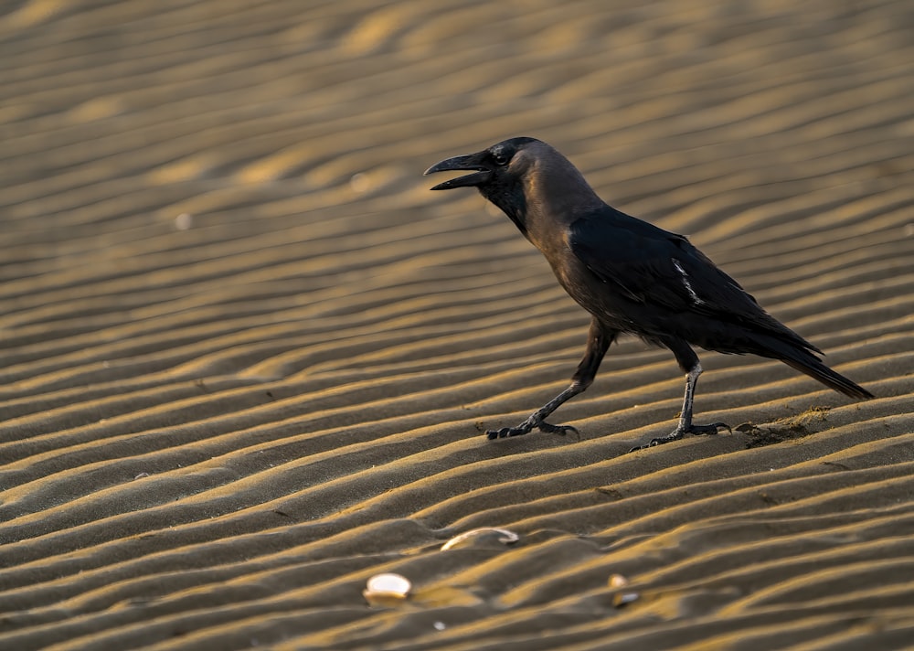 a black bird standing on top of a sandy beach