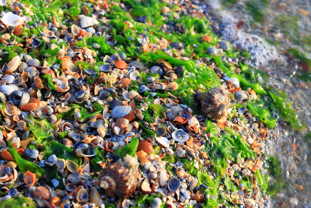 a beach covered in lots of green seaweed