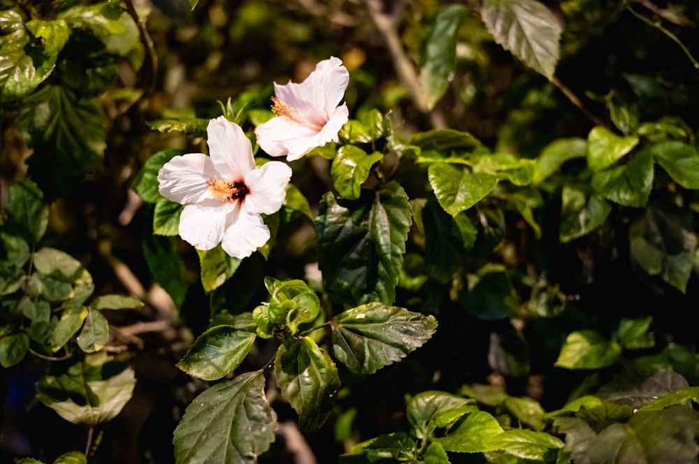 a couple of white flowers sitting on top of green leaves