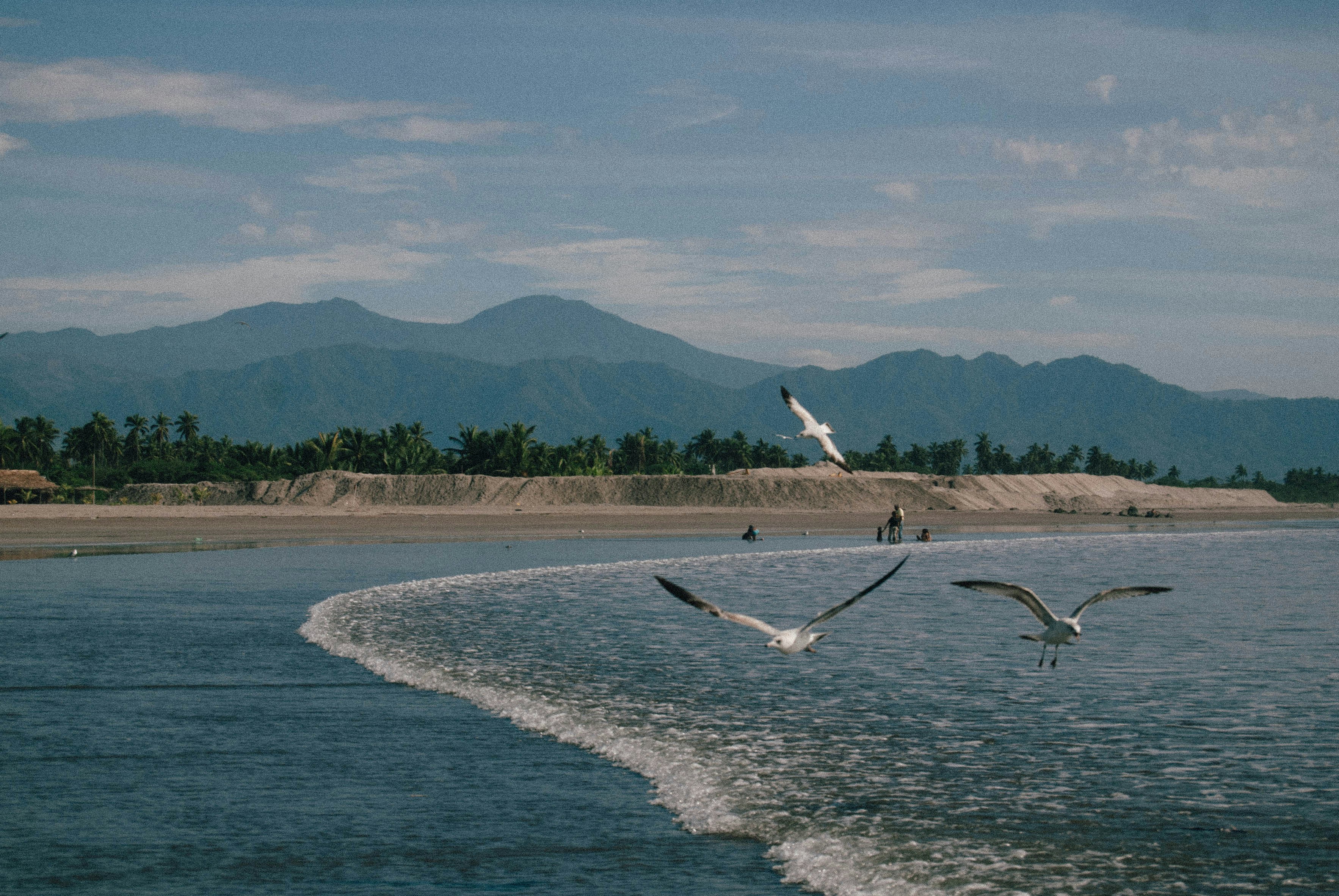 Fotomural a group of birds flying over a body of water