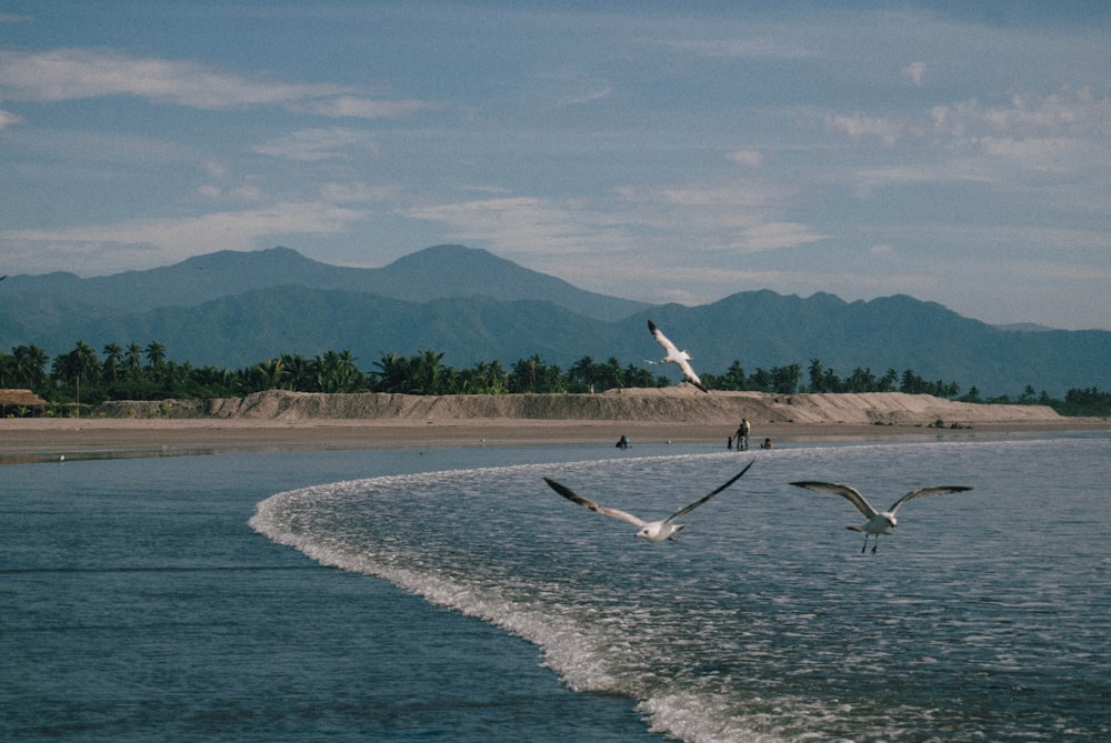 a group of birds flying over a body of water