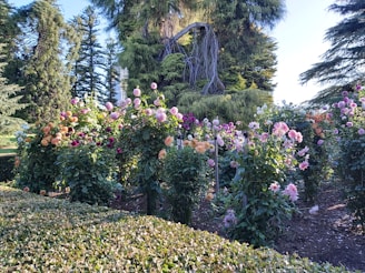 A vibrant garden with blooming flowers and a gardener trimming the hedges.