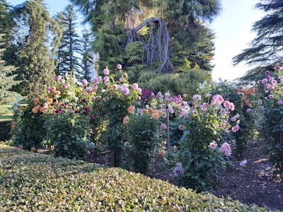 A vibrant garden with blooming flowers and a gardener trimming the hedges.