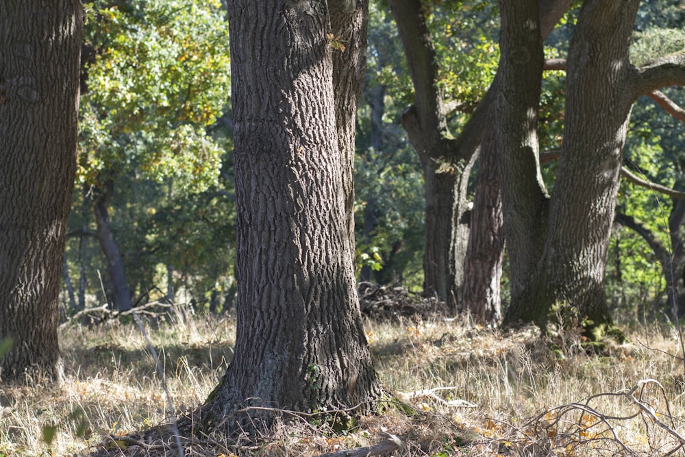 a giraffe standing in the middle of a forest