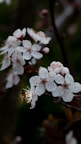 A bee is perched on white blossoms, collecting nectar. The flowers have delicate petals with orange stamens and are clustered on a branch. The background is a blurred mix of green and brown, indicating foliage and tree branches.