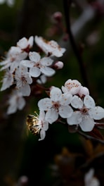 A bee is perched on white blossoms, collecting nectar. The flowers have delicate petals with orange stamens and are clustered on a branch. The background is a blurred mix of green and brown, indicating foliage and tree branches.
