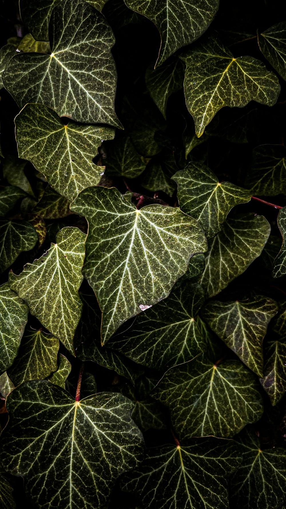 a close up of a green leafy plant