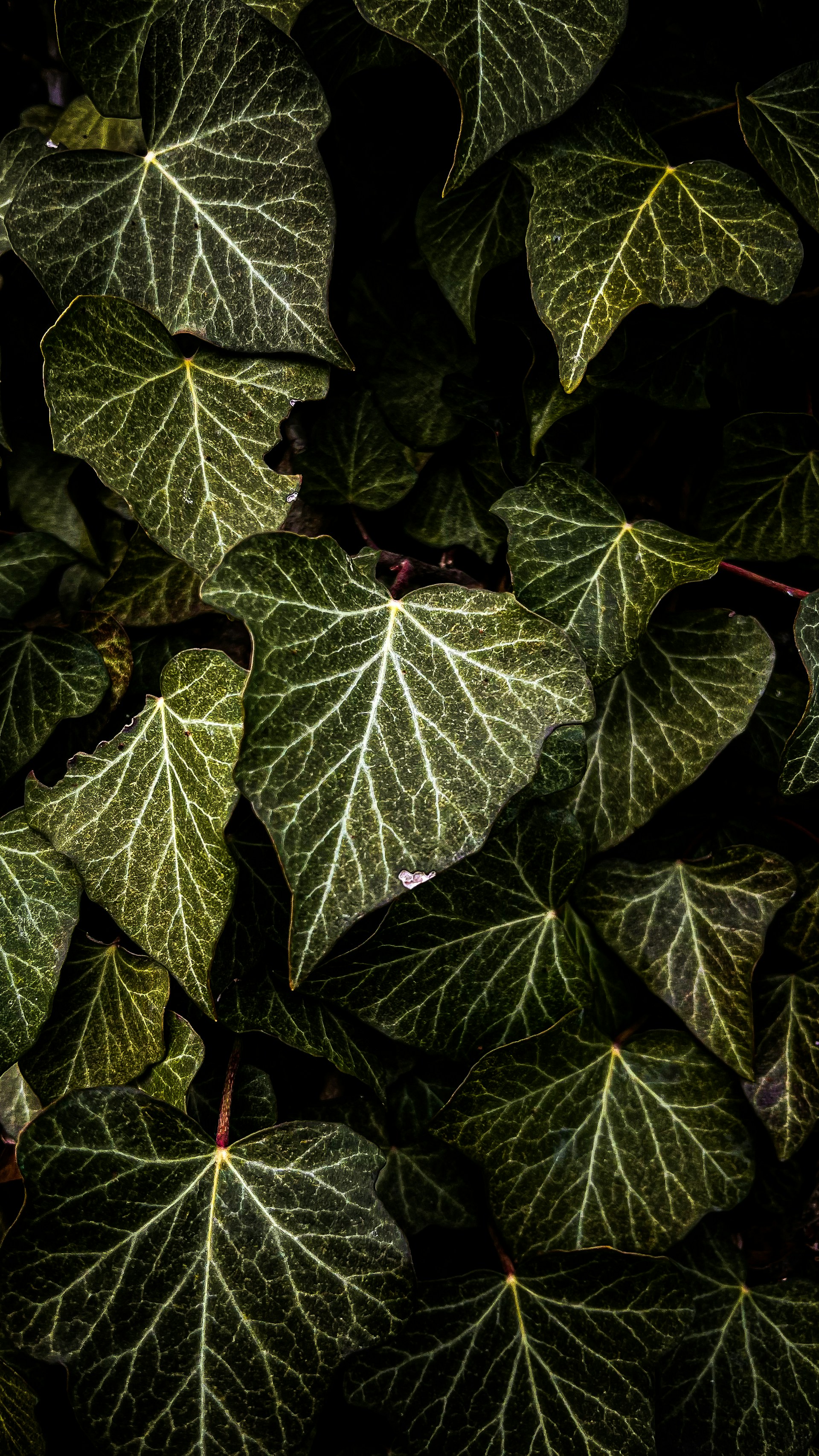 a close up of a green leafy plant