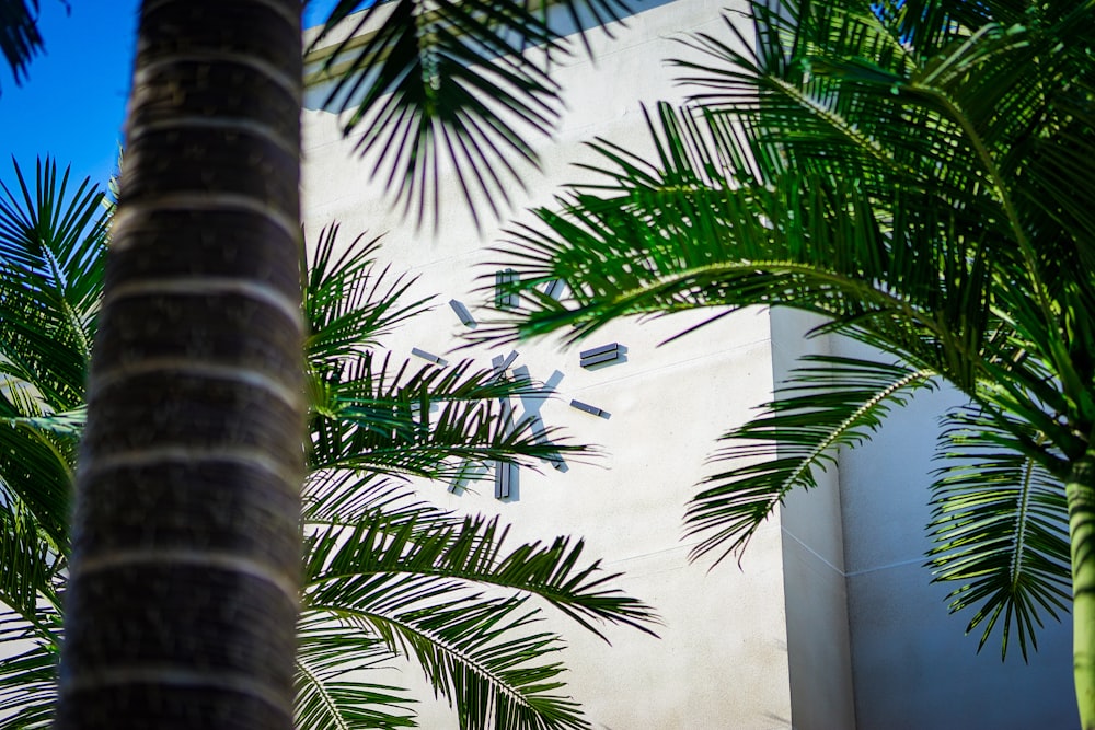 a clock on the side of a building surrounded by palm trees