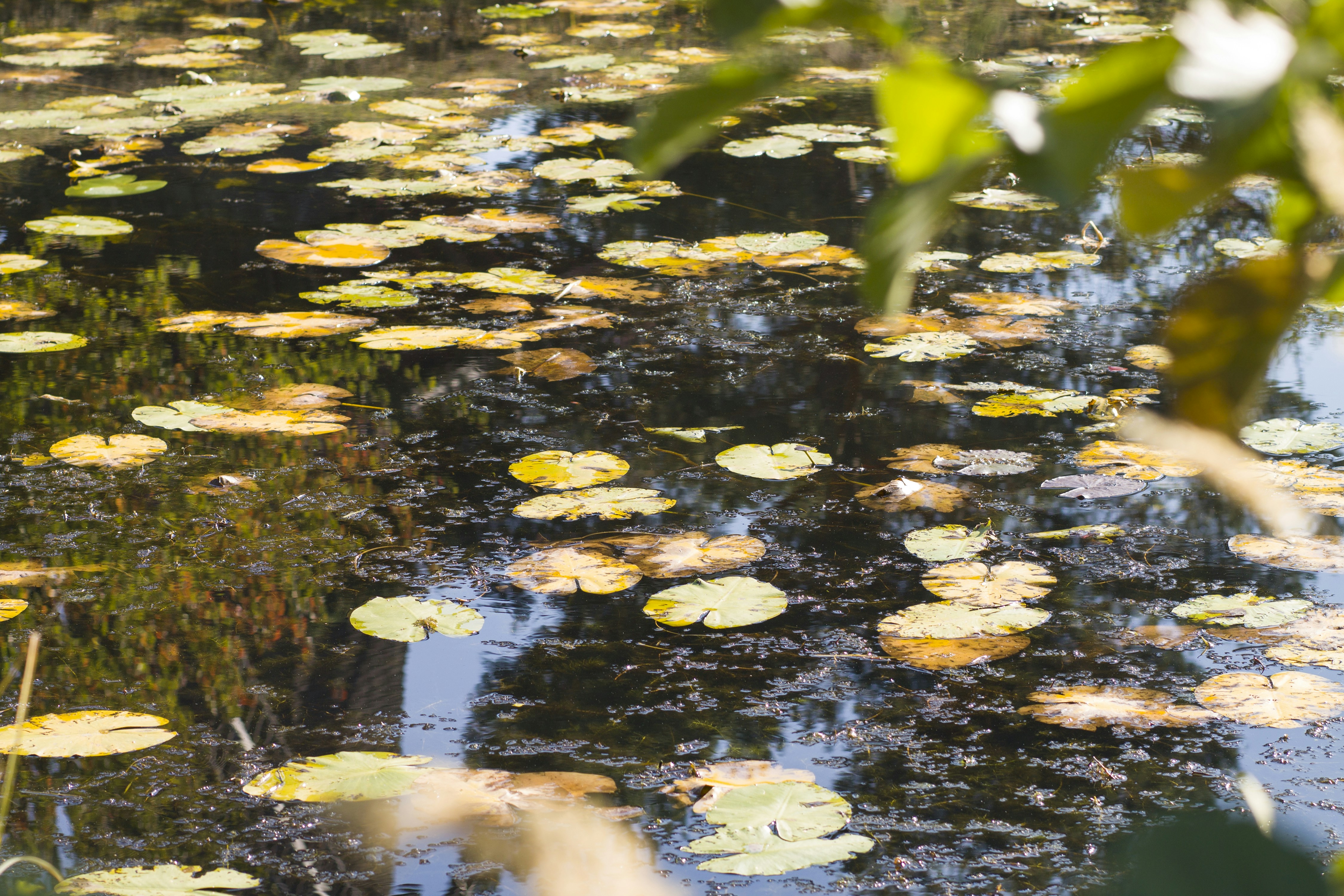 a pond filled with lots of water lilies