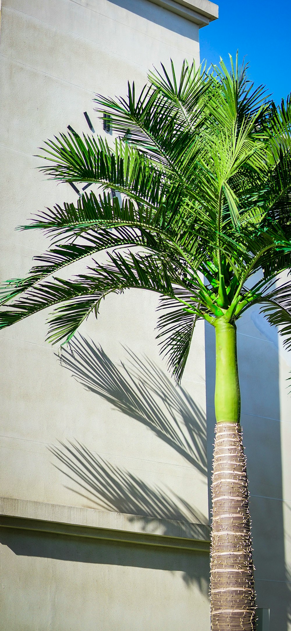 eine Palme vor einem Gebäude