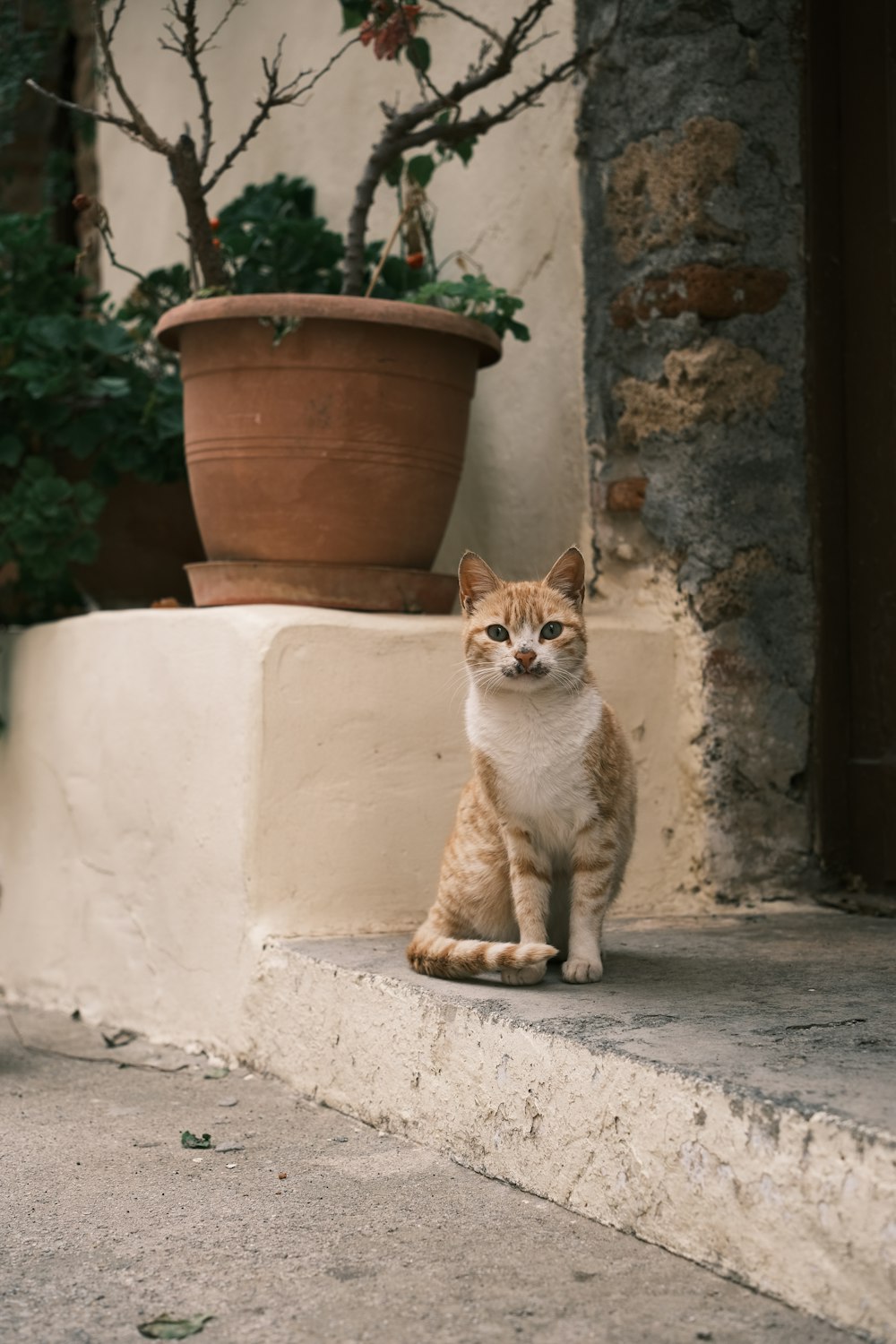 a cat sitting on a ledge next to a potted plant