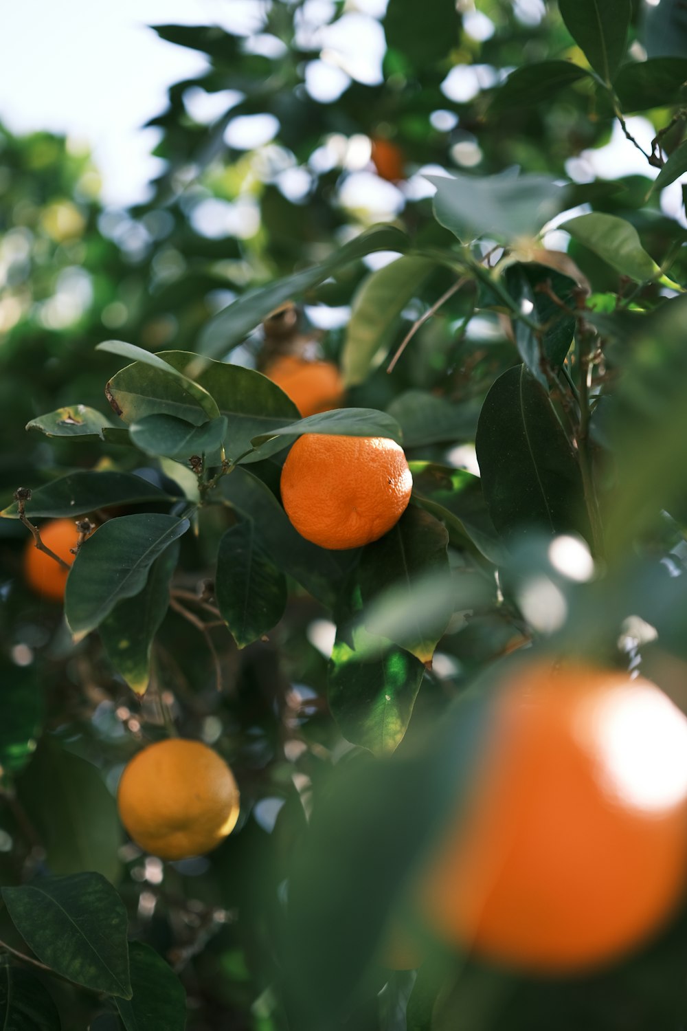 an orange tree filled with lots of ripe oranges