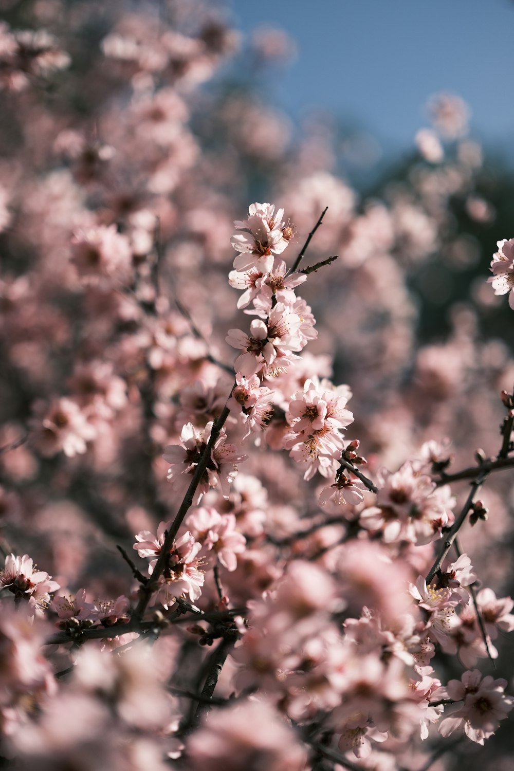 a tree filled with lots of pink flowers