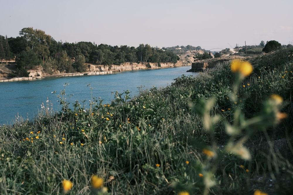 a body of water surrounded by trees and grass