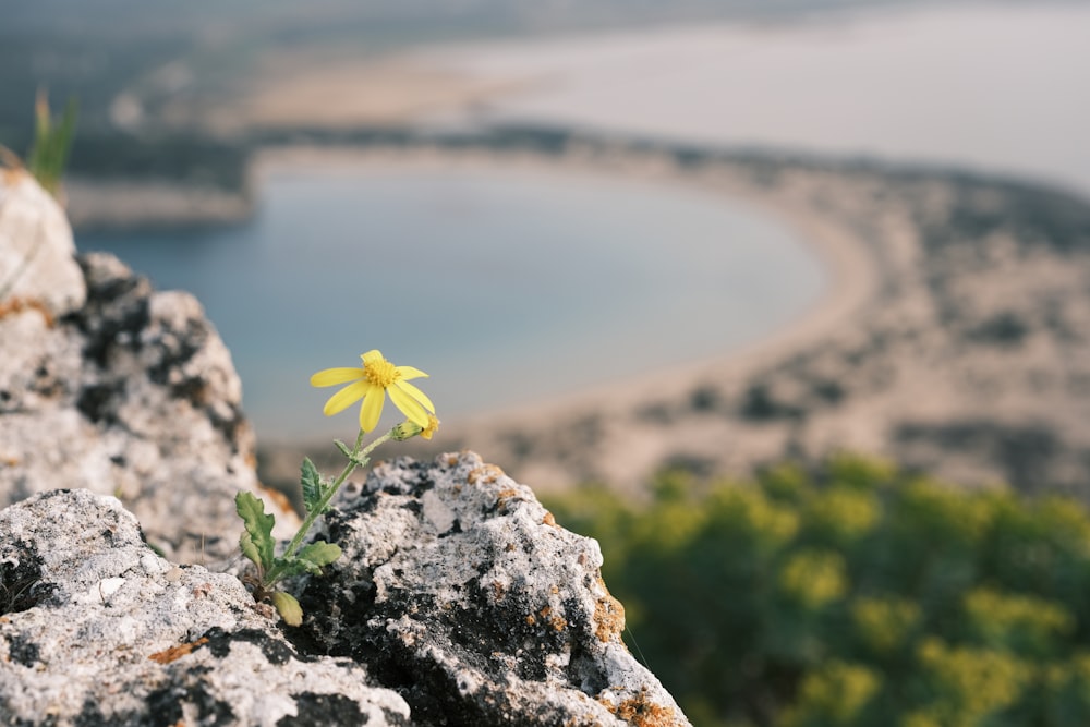 a single yellow flower sitting on top of a rock