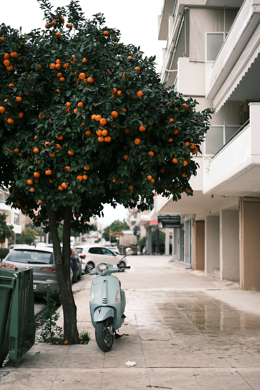 a scooter parked under an orange tree on a sidewalk