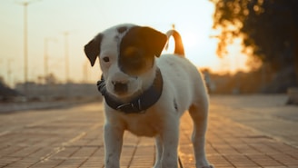 a small white and brown dog standing on a sidewalk