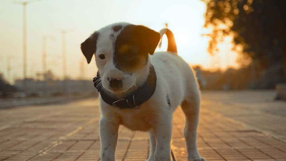 a small white and brown dog standing on a sidewalk