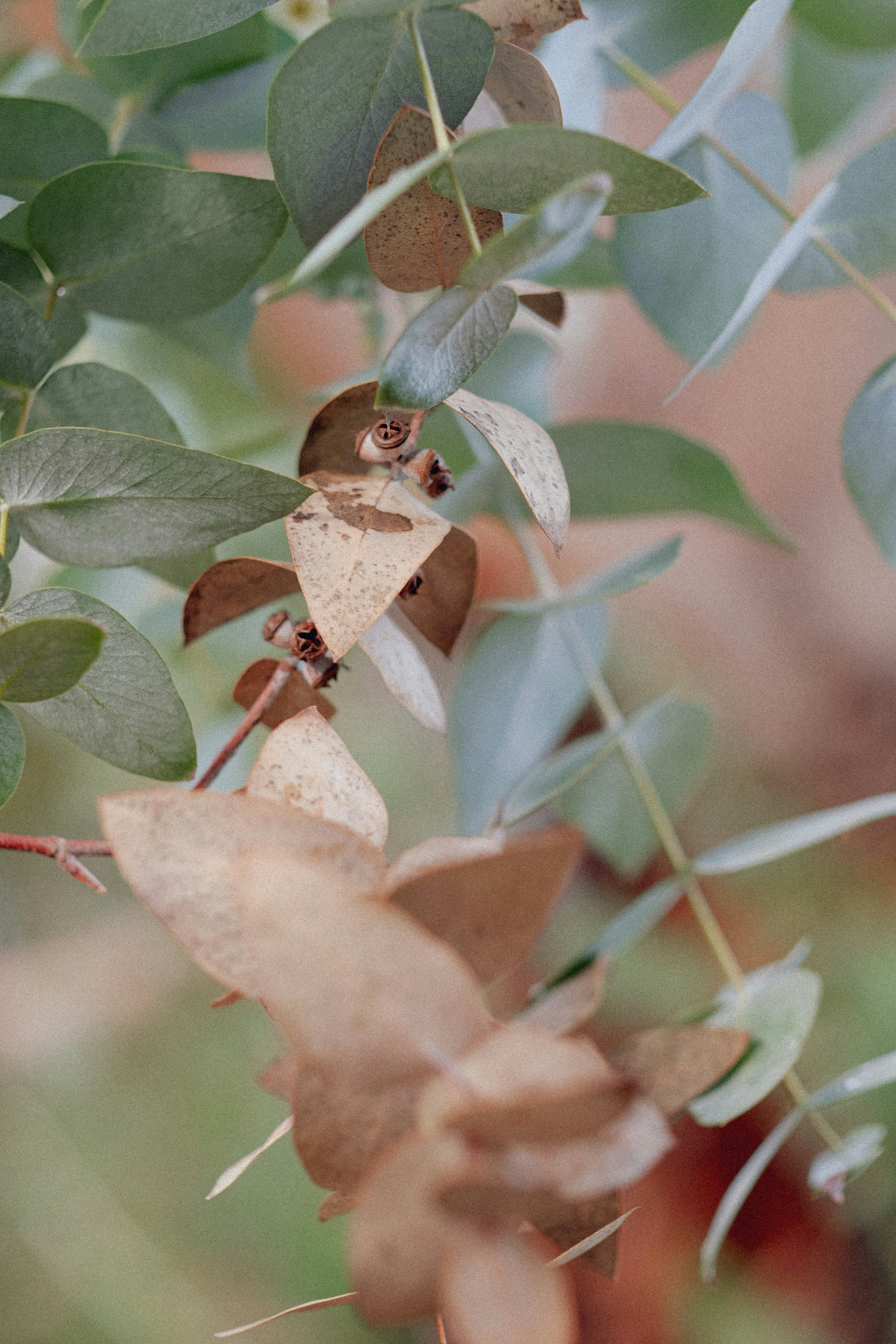 a close up of leaves on a tree