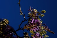 Purple lavender flowers contrasting with green grass and a deep blue sky background.