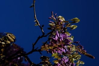 Purple lavender flowers contrasting with green grass and a deep blue sky background.