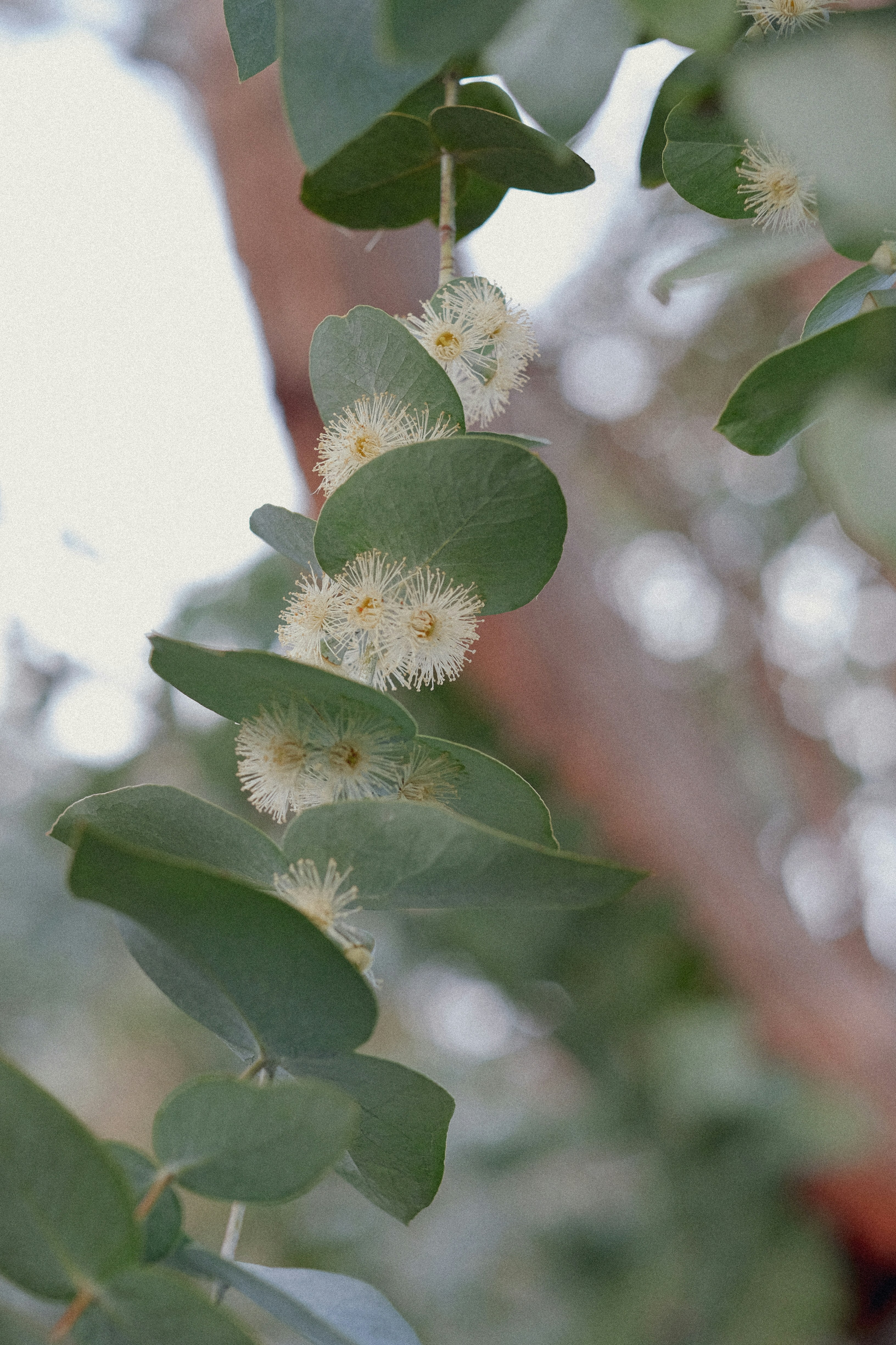 a branch with white flowers and green leaves