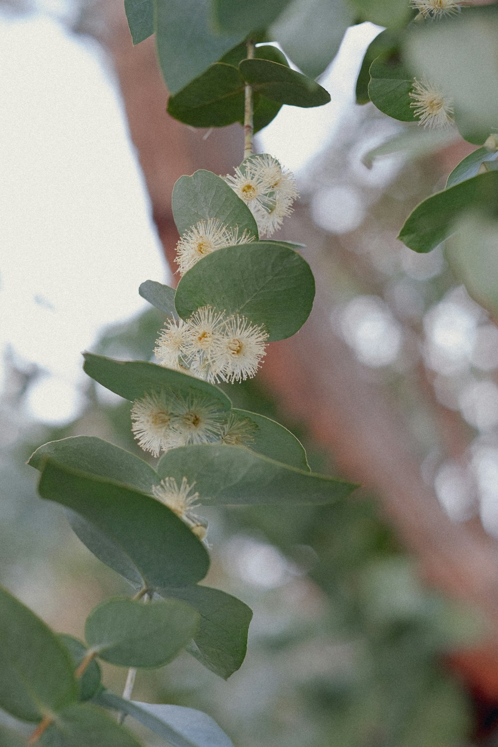 a branch with white flowers and green leaves