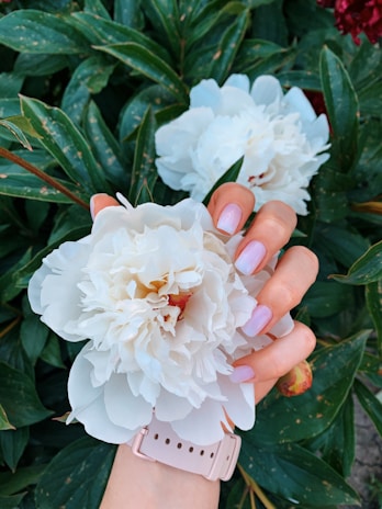Hands with freshly manicured nails holding a pink flower.
