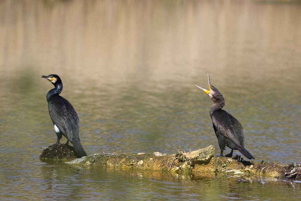 two birds sitting on a rock in the water