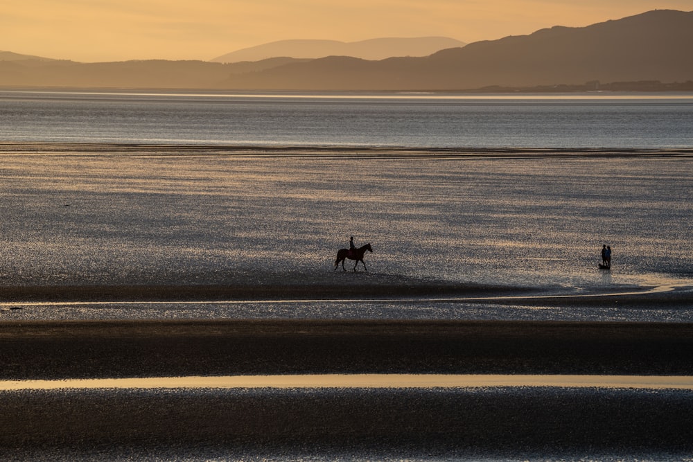 a couple of people riding horses on top of a beach