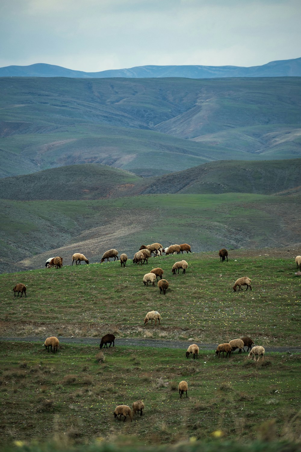 a herd of sheep grazing on a lush green hillside