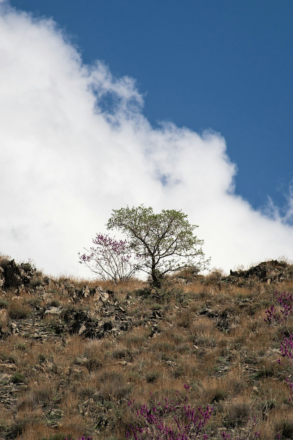a lone tree sitting on top of a hill
