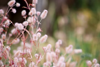 a close up of a bunch of flowers in a field