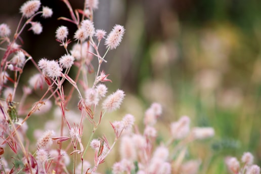 a close up of a bunch of flowers in a field