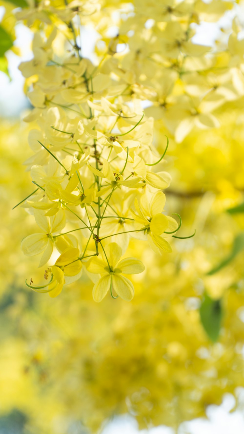 a bunch of yellow flowers hanging from a tree