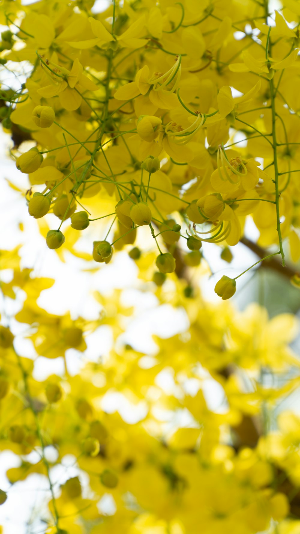 a bunch of yellow flowers hanging from a tree