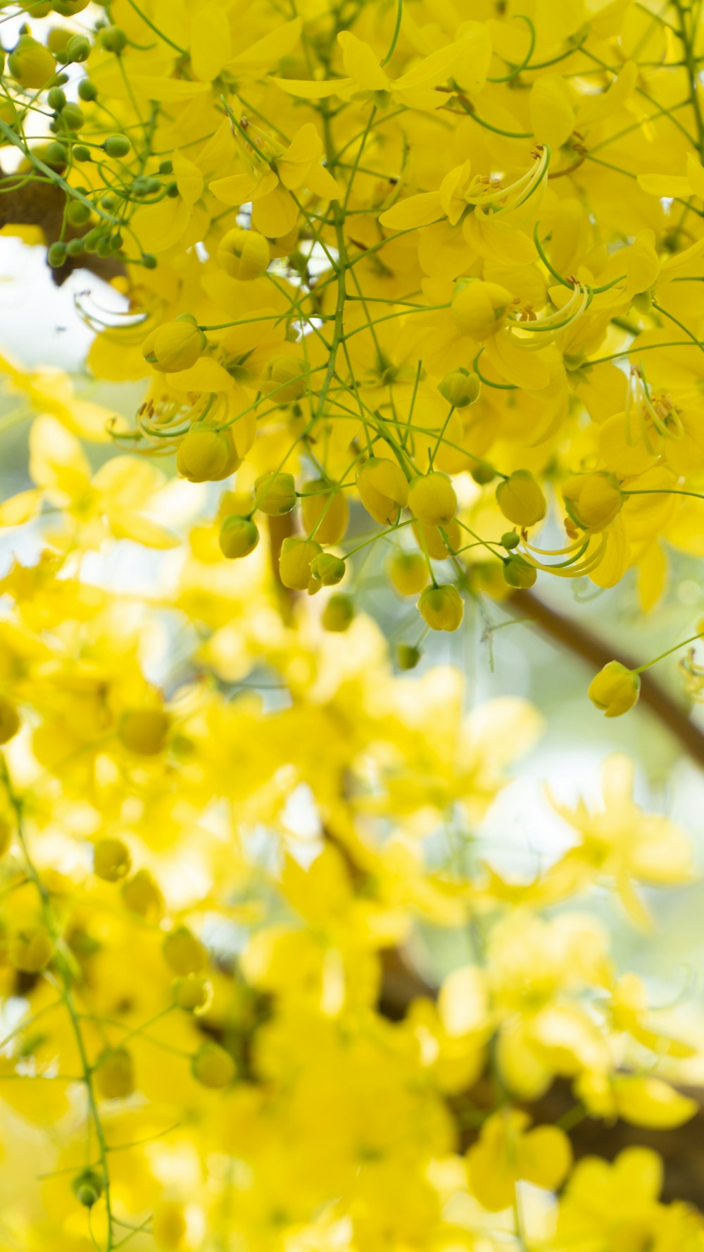 a bunch of yellow flowers hanging from a tree