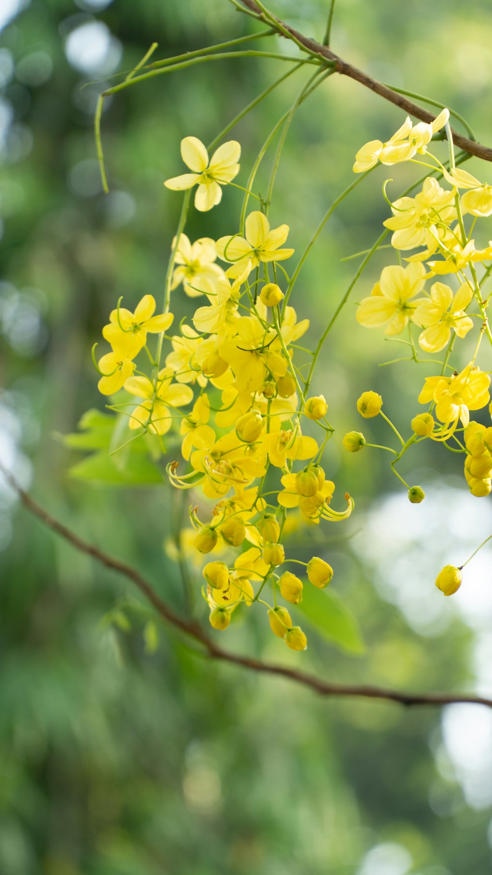 a bunch of yellow flowers hanging from a tree