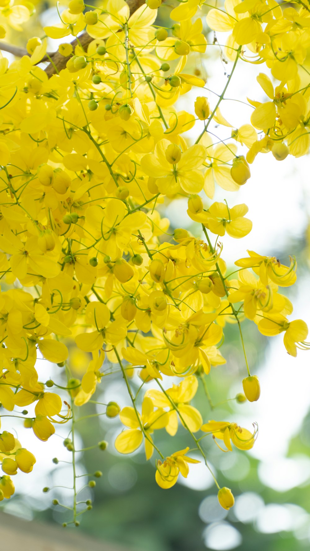 a bunch of yellow flowers hanging from a tree