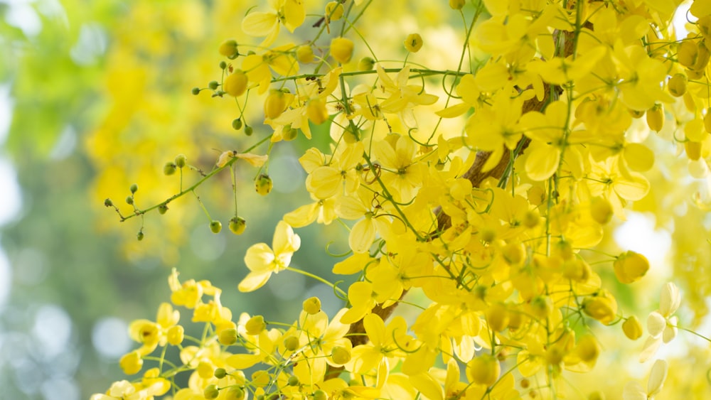 a bunch of yellow flowers hanging from a tree